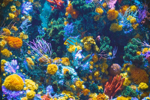 Comment un jeu de simulation de gestion de la biodiversité marine peut-il enseigner les principes de la préservation des océans?